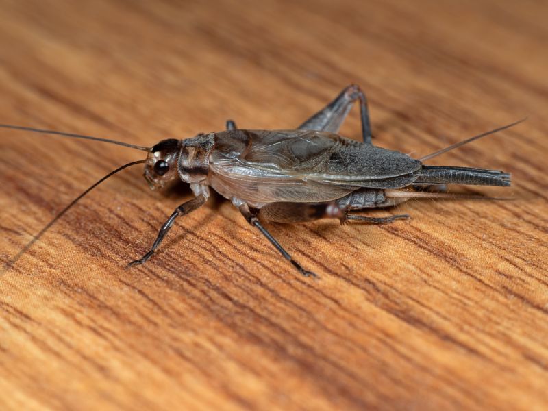 Critter Control