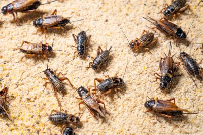 Critter Control