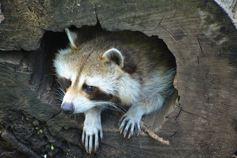 Raccoon in a Tree