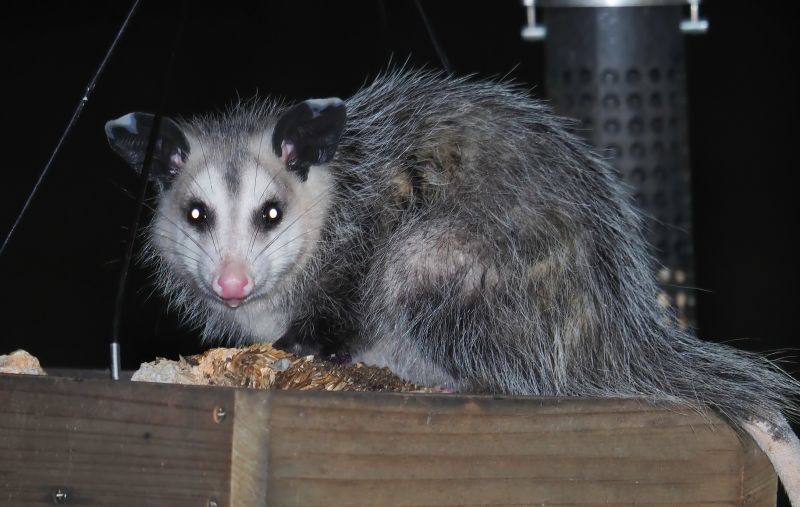 Opossum Nests